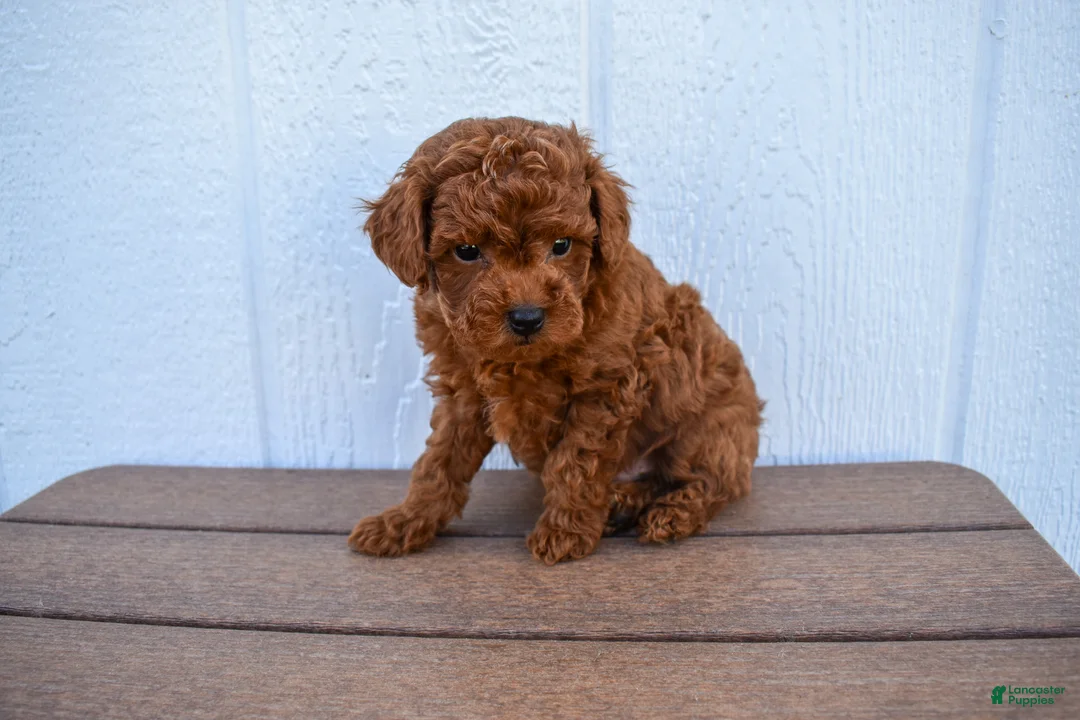 Miniature Poodle dogs for sale: Dustin 💕🐶 - Ad 2