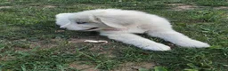 Great Pyrenees dogs for sale: Rosalee - Ad 6