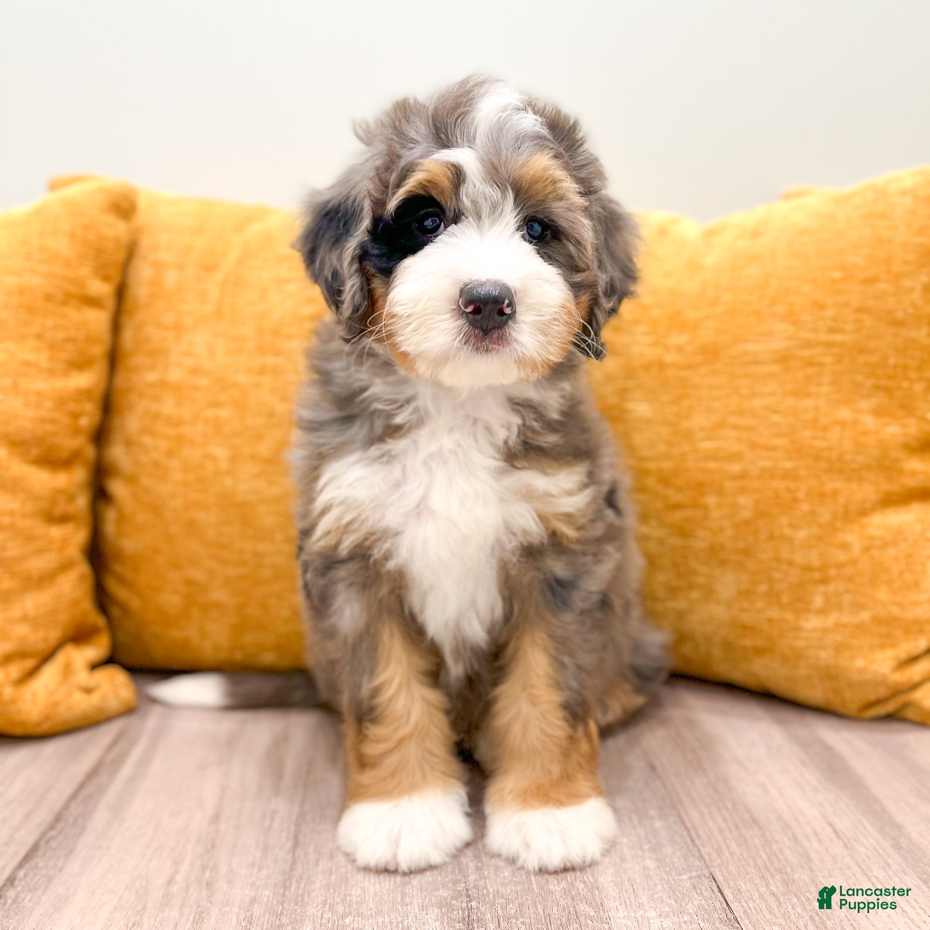 Mini Bernedoodle dogs Olivia - Ad 1