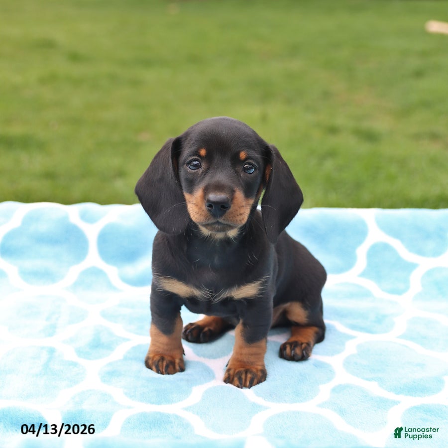Miniature Dachshund dogs Lilly - Ad 1