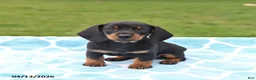 Miniature Dachshund dogs for sale: Lilly - Ad 1