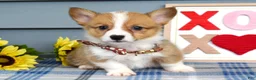 Welsh Corgi Pembroke dogs for sale: Wyatt - Ad 5