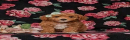 Miniature Labradoodle dogs for sale: Whitley Hypoallergenic - Ad 2