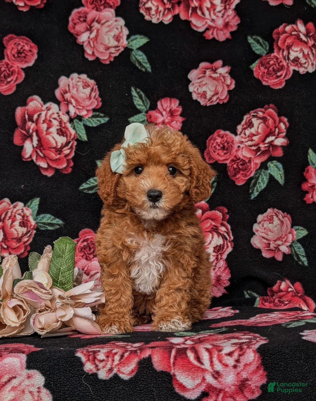 Miniature Labradoodle dogs for sale: Whitley Hypoallergenic - Ad 2