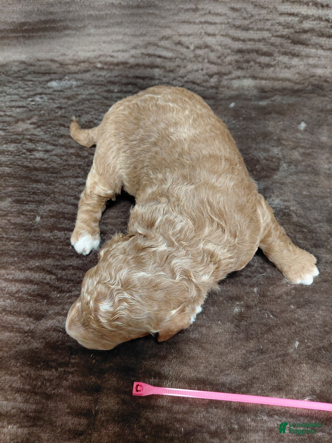 Mini Bernedoodle dogs for sale: Aspen - Ad 2