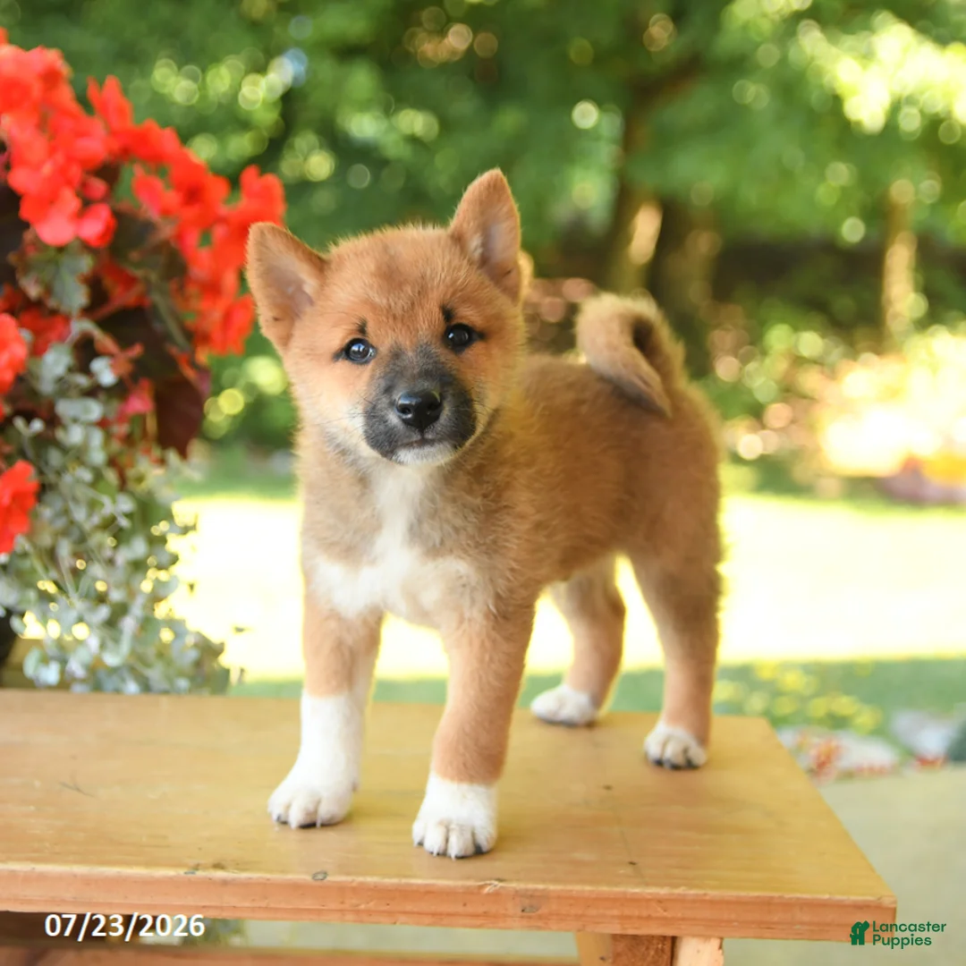 Shiba Inu dogs for sale: Kevin - Ad 1