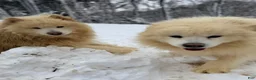 Samoyed dogs for sale: Jimmy - Ad 5