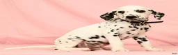 Dalmatian dogs for sale: Gunner - Ad 4