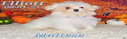 Maltese dogs for sale: Elliott - Ad 2
