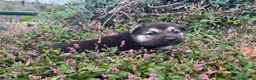 German Shepherd dogs for sale: Agate  - Ad 3