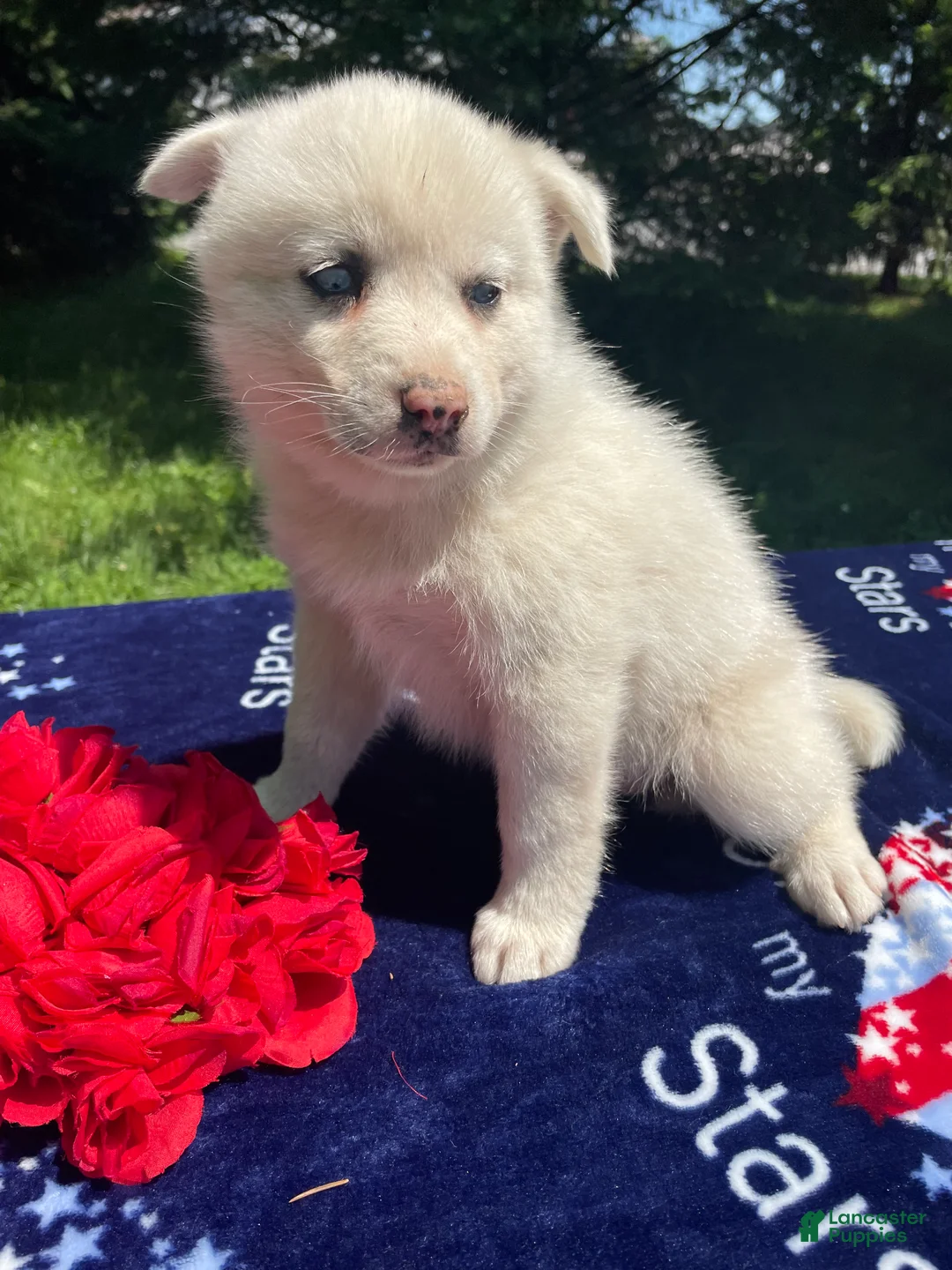 Pomsky dogs for sale: Trudy - Ad 4