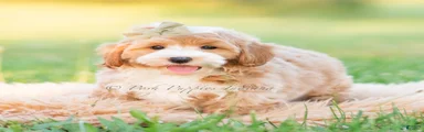 Cosmo