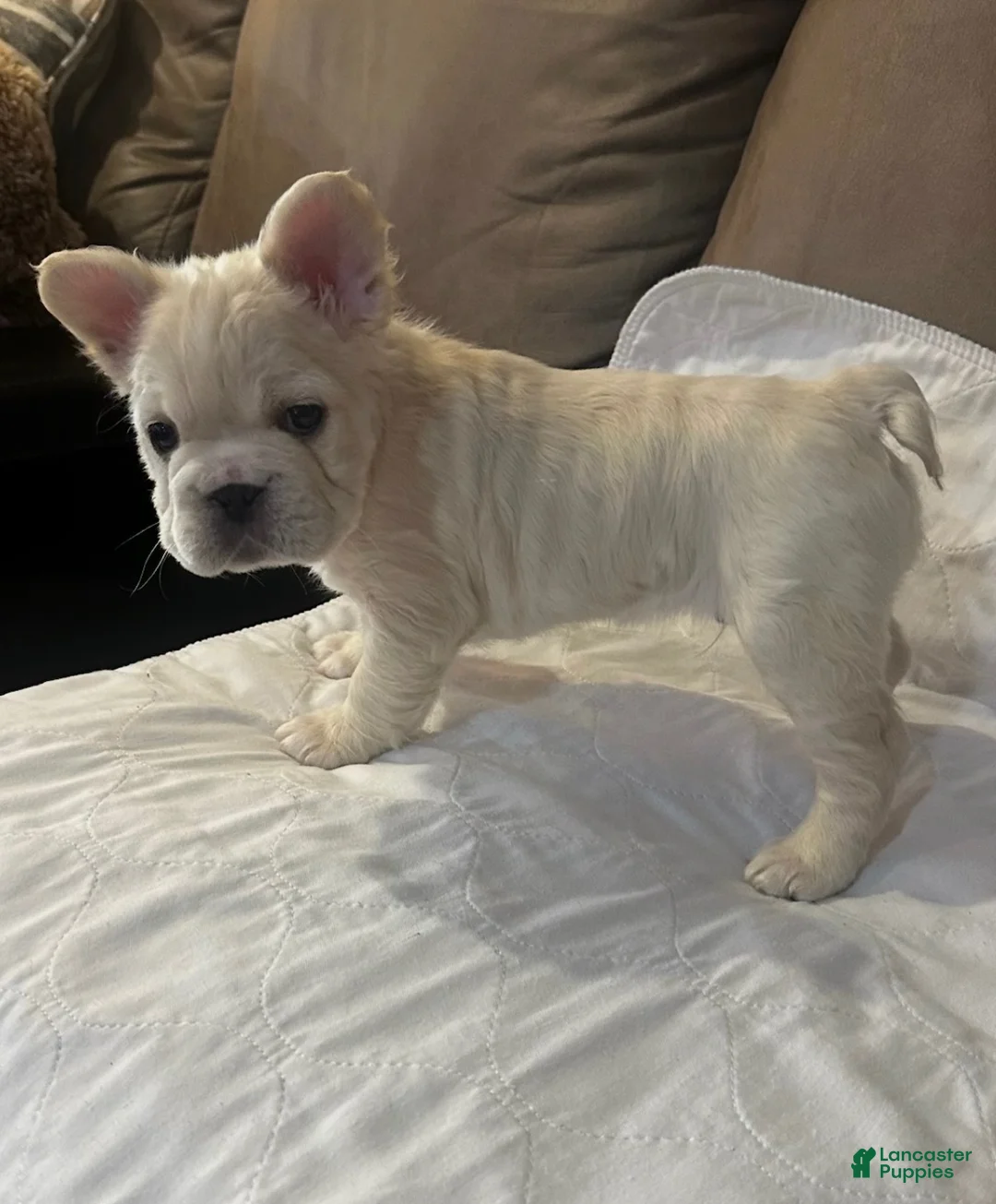 French Bulldog dogs for sale: French Bulldog Puppy 4 - Ad 1