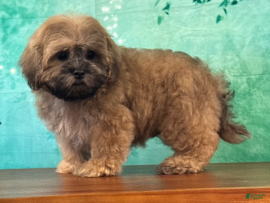 Teddy Bear dogs for sale: Froggy - Ad 1