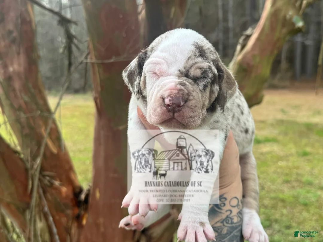 Catahoula Leopard Dog dogs for sale: Girl 2 - Ad 6