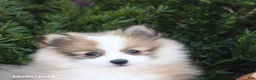 Pomeranian dogs for sale: Lucky - Ad 5