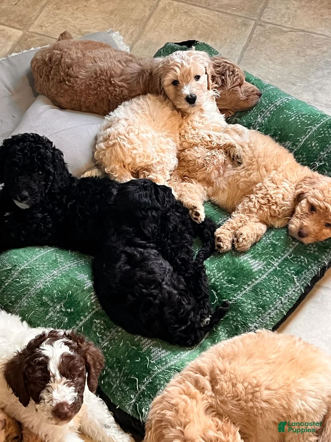Labradoodle dogs for sale: Labradoodle Puppy 5 - Ad 2