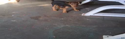 Welsh Terrier dogs for sale: Purple Lady - Ad 3