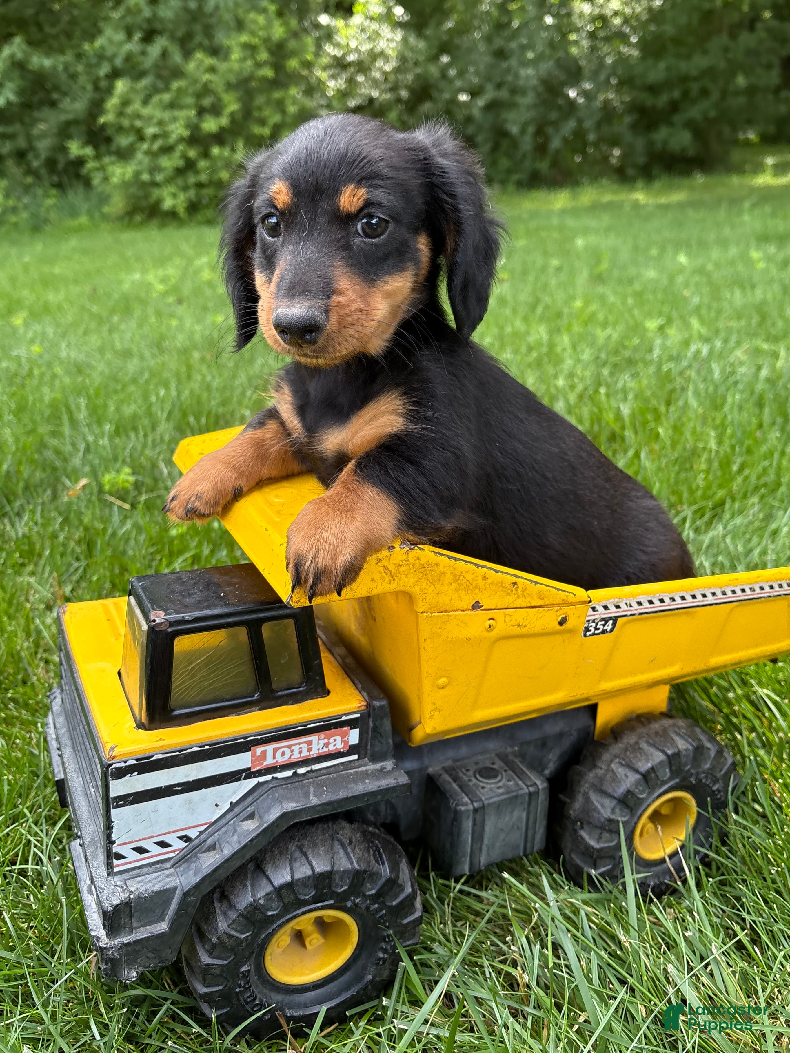 Dachshund dogs Rune - Ad 1