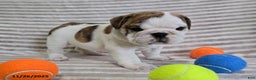 English Bulldog dogs for sale: Delilah - Ad 6