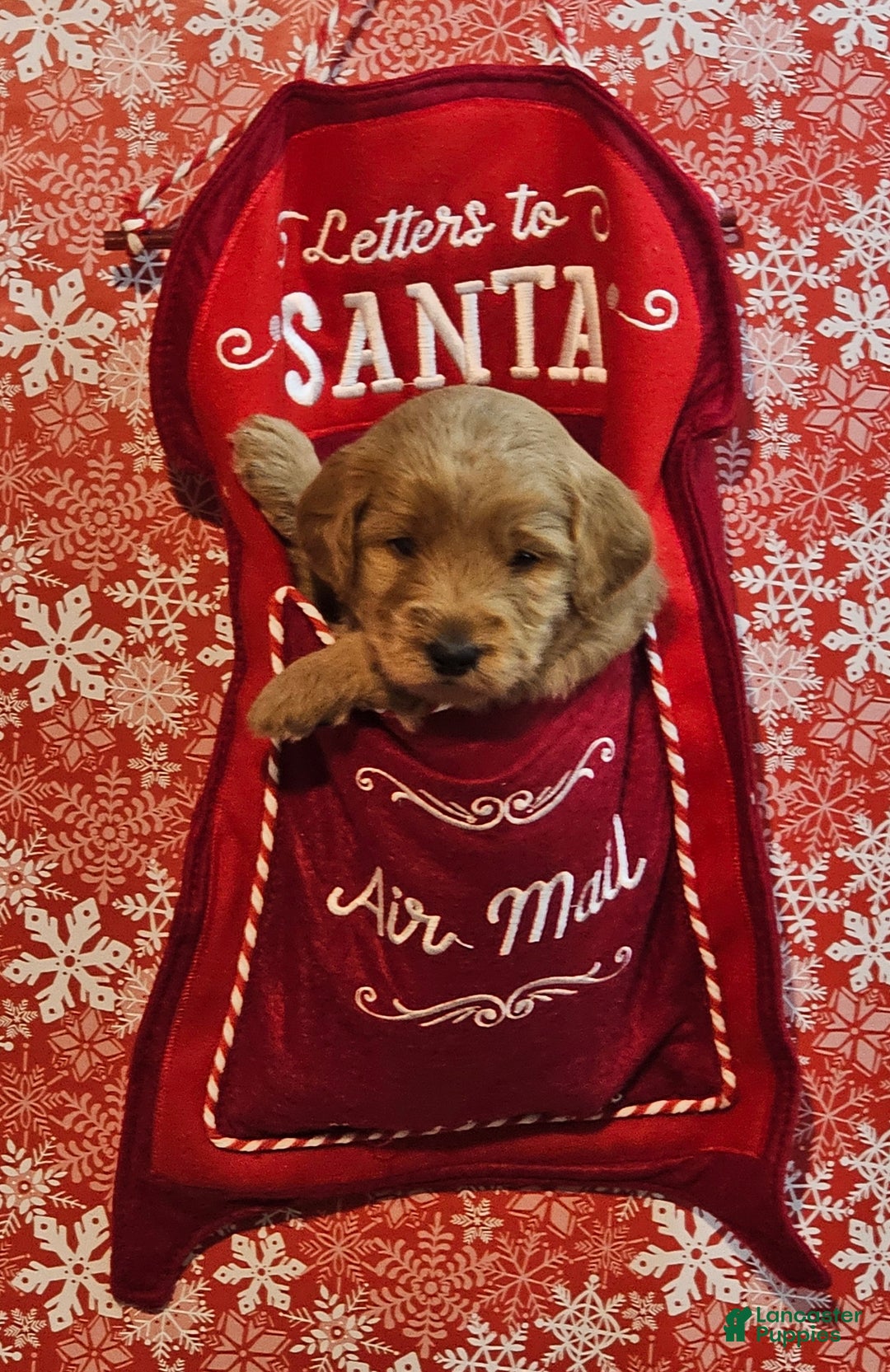 Mixed Breed dogs for sale: Reba - Ad 10