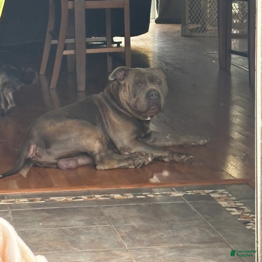 American Pit Bull Terrier dogs for sale: American Pit Bull Terrier Puppy 7 - Ad 3