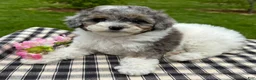 Toy Poodle dogs for sale: Harper - Ad 1