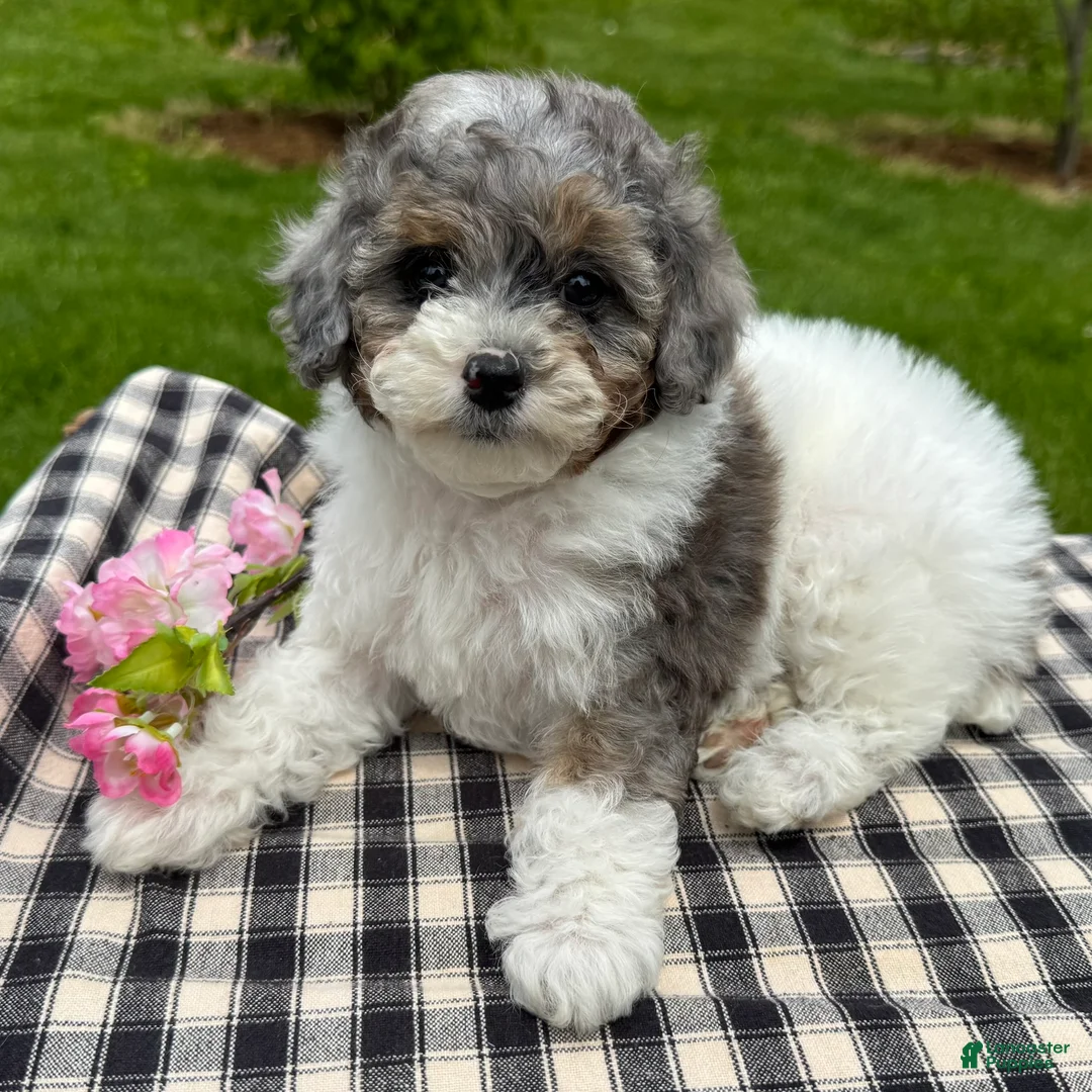 Toy Poodle dogs for sale: Harper - Ad 1