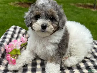 Toy Poodle dogs for sale: Harper - Ad 3