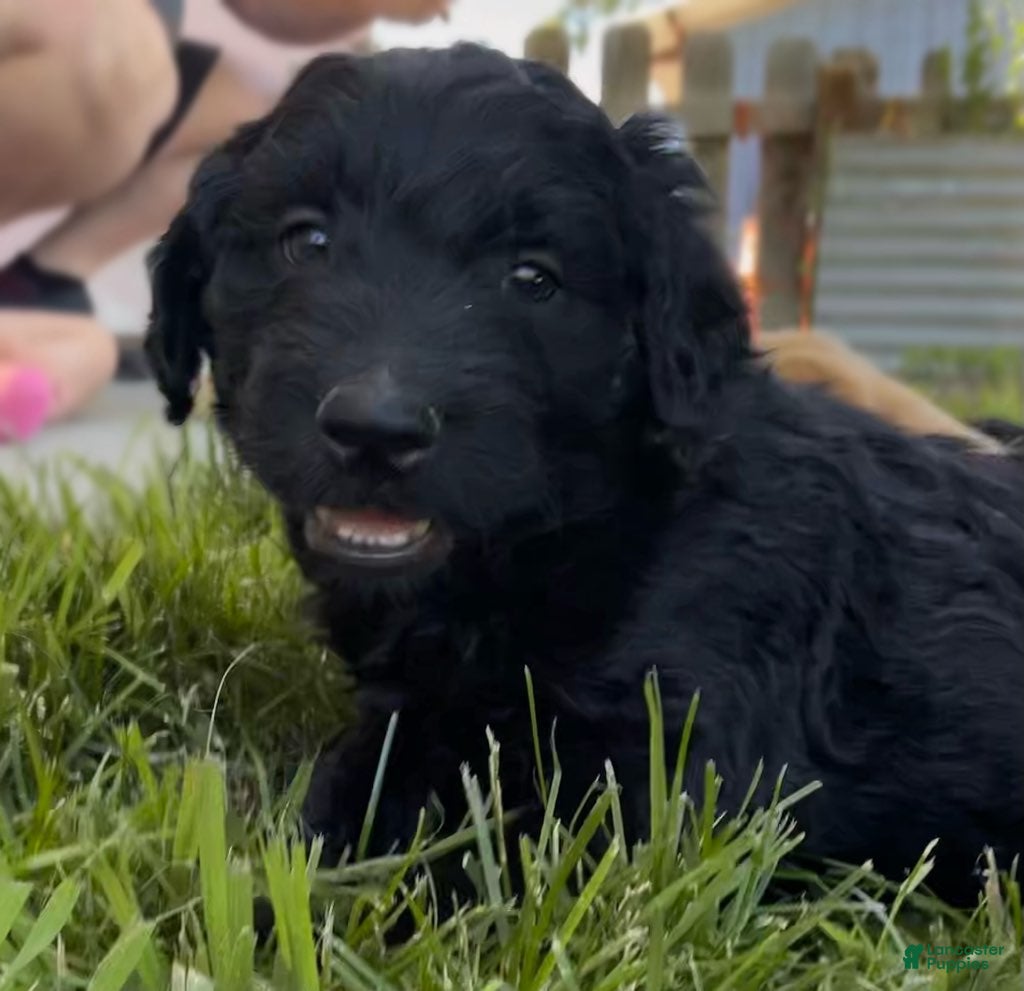 Goldendoodle dogs Curly - Ad 35