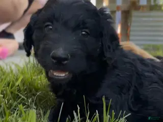 Goldendoodle dogs Curly - Ad 35