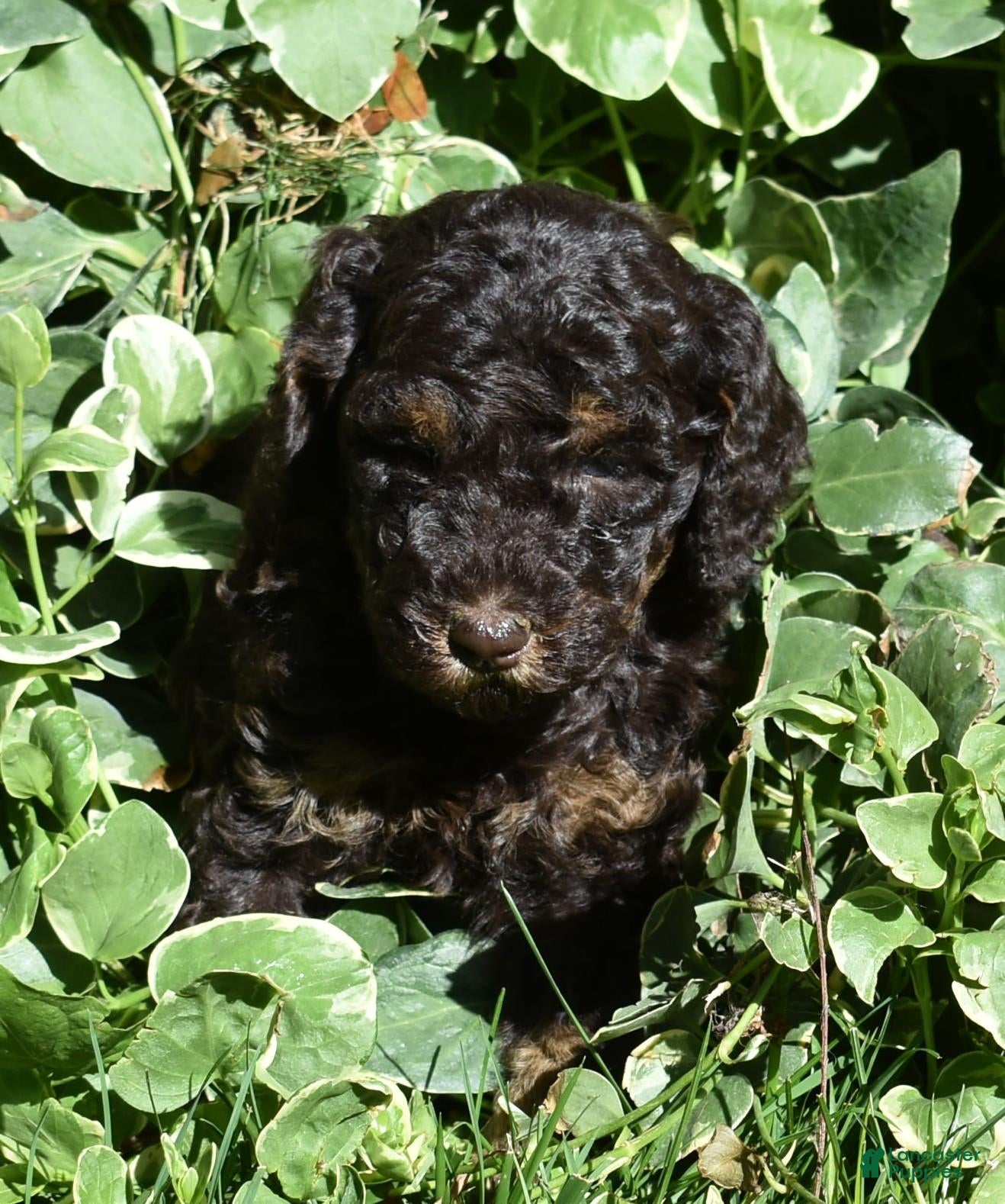 Standard Poodle dogs Standard Poodle 4 Brown Phantom - Ad 1