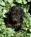 Standard Poodle 4 Brown Phantom