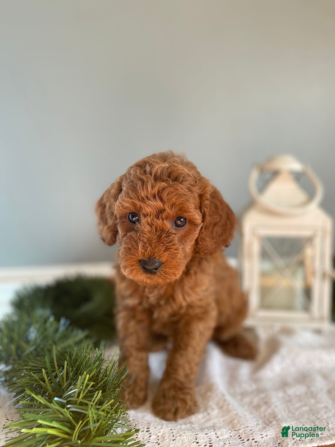 Mixed Breed dogs for sale: Cole - Ad 5