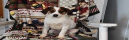 Mixed Breed dogs for sale: Bentley - Ad 1