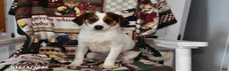 Mixed Breed dogs for sale: Bentley - Ad 1