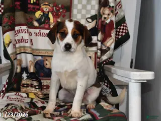 Mixed Breed dogs Bentley - Ad 4