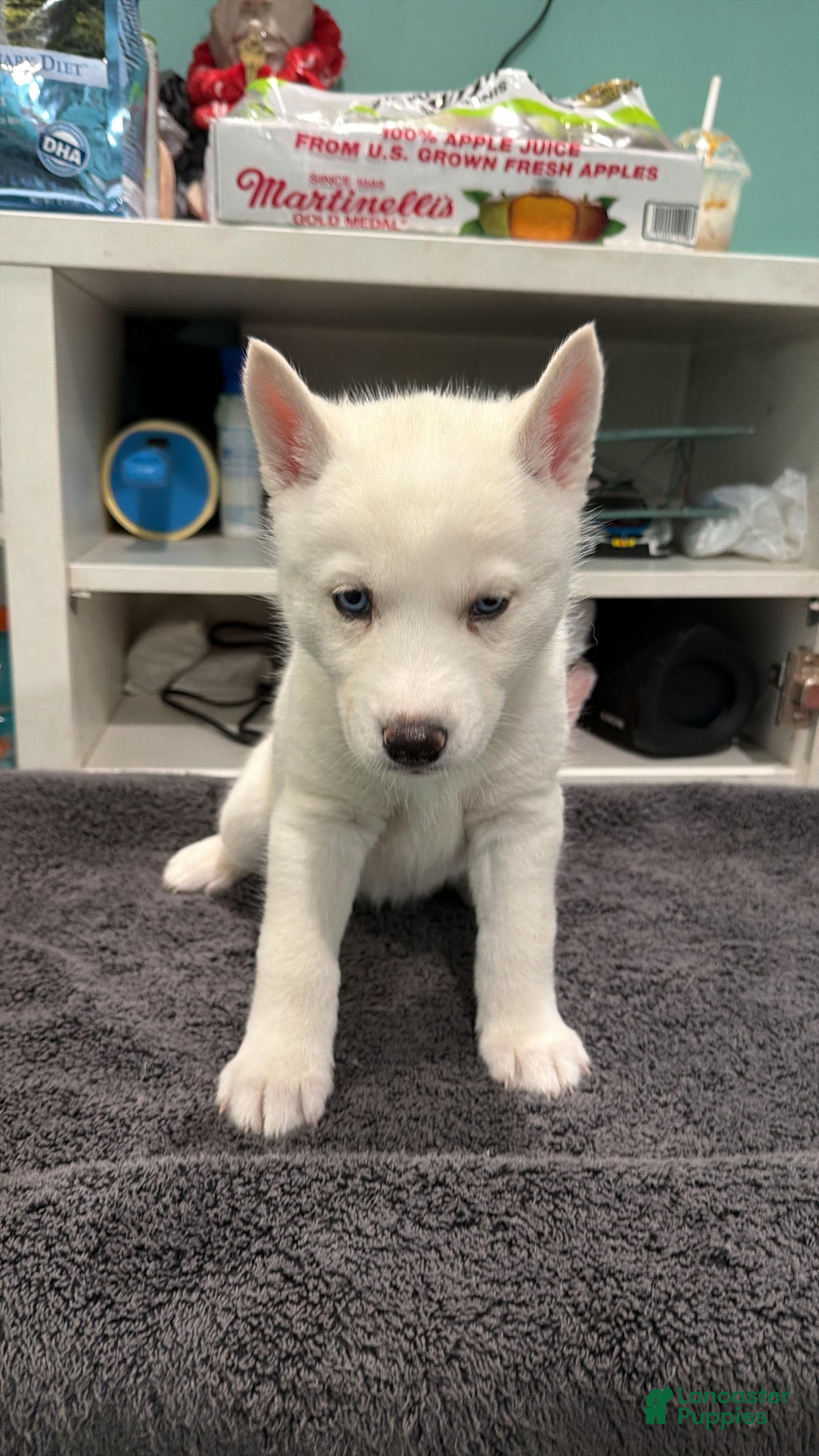 Siberian Husky dogs winter - Ad 9