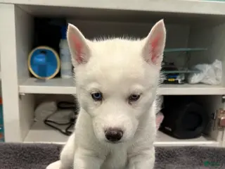 Siberian Husky dogs winter - Ad 9