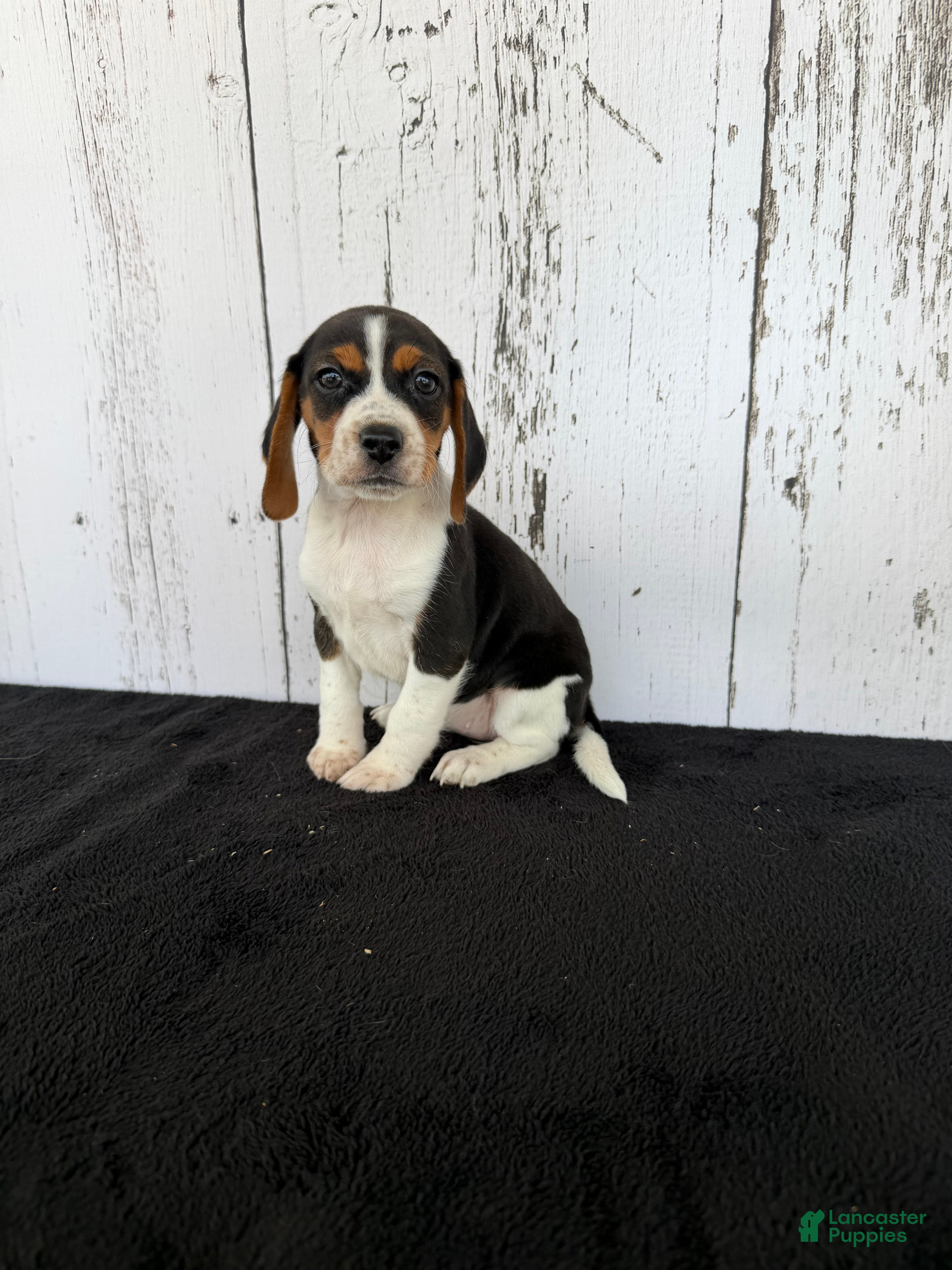 Beagle dogs Baily - Ad 2