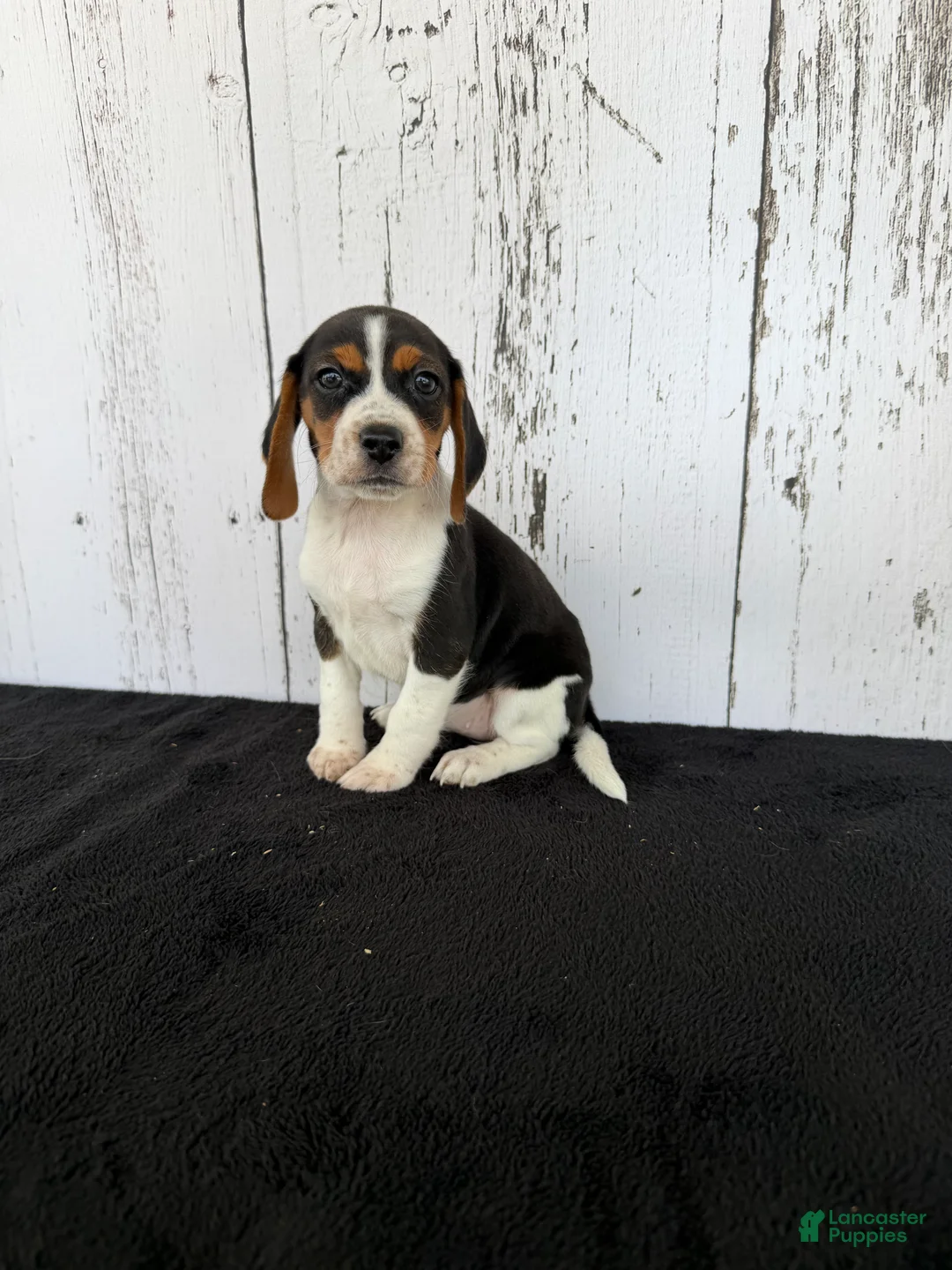 Beagle dogs for sale: Baily - Ad 2