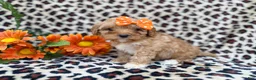 Cavapoo dogs for sale: Sissy - Ad 5