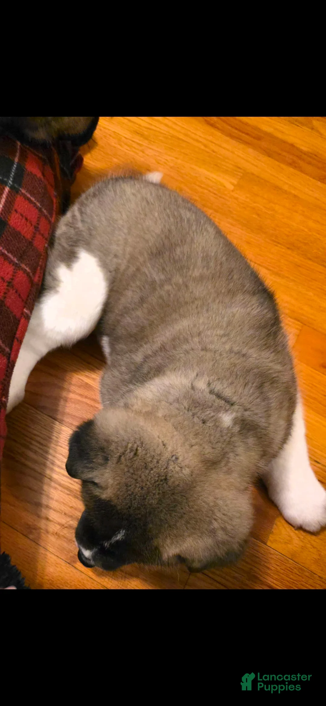 Akita dogs for sale: AKC Chance - Ad 12