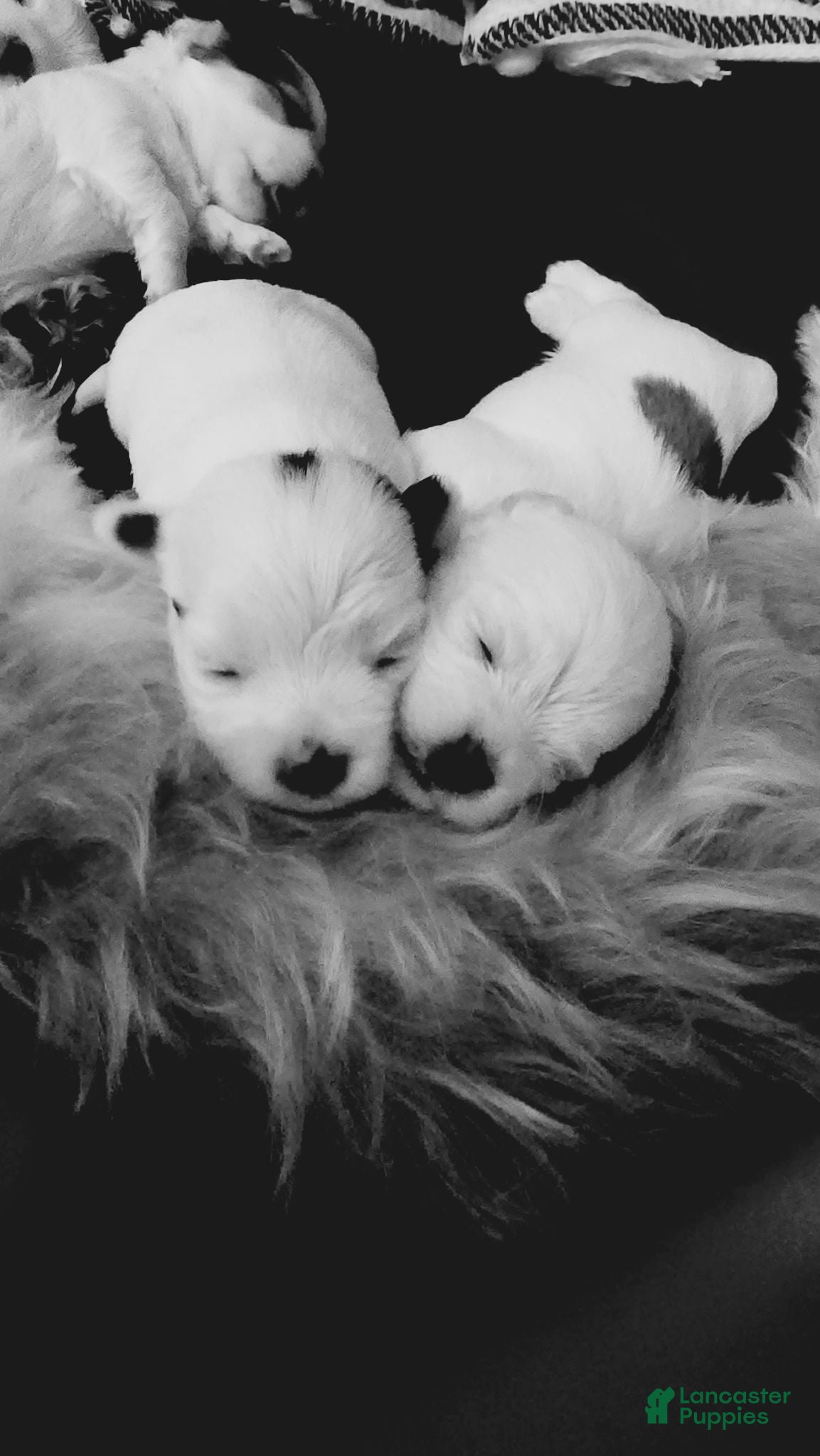 Malshi dogs Jojo - Ad 21