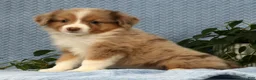 Miniature Australian Shepherd dogs for sale: Remi - Ad 7