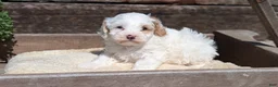 Cockapoo dogs for sale: Logan - Ad 4