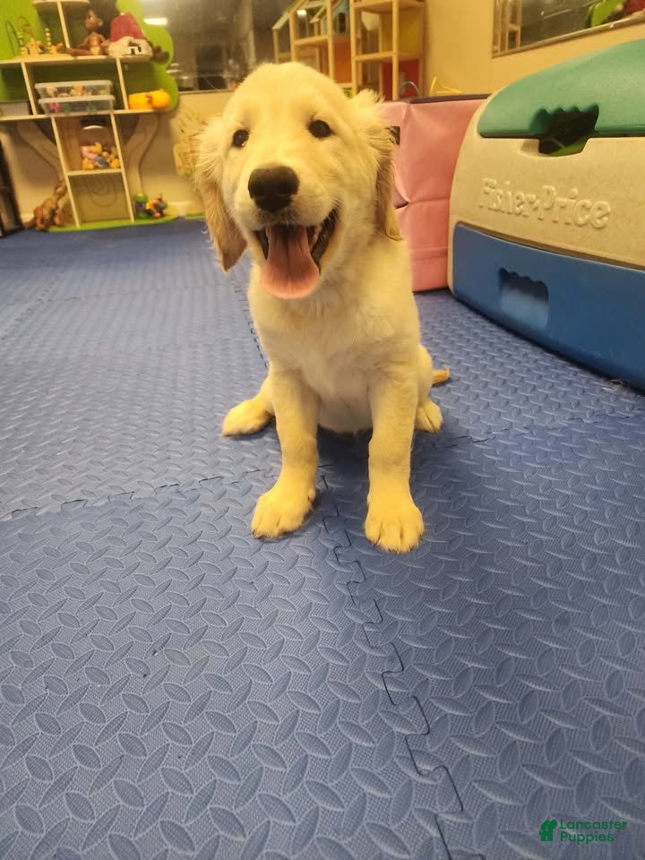 Golden Retriever dogs Golden Retriever 4 - Ad 2
