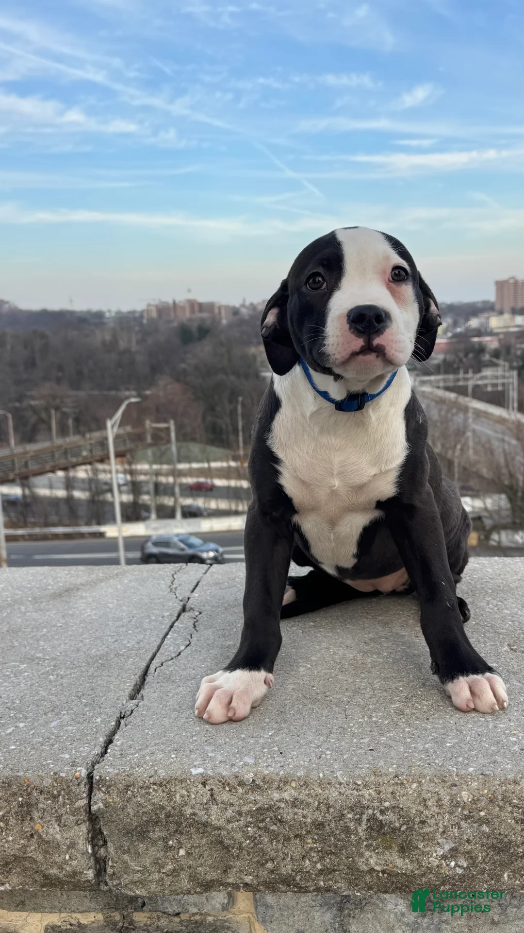 American Bully dogs for sale: Sage - Ad 3