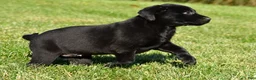 Labrador Retriever dogs for sale: Luna - Ad 9