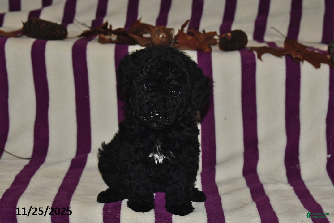 Miniature Poodle dogs for sale: Mary - Ad 1